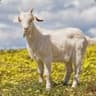 Bessie