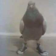 PIGËØÑ