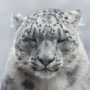 sn0w_Le0pard
