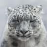 sn0w_Le0pard