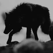 wolf.
