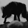 wolf.