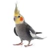 Bird Enthusiast