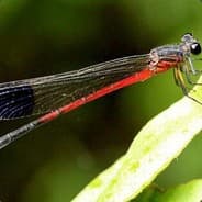amusedsilentdragonfly