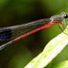 amusedsilentdragonfly