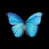 bfly