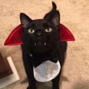 kittypleaser69