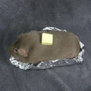 orio