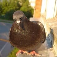 Thing Looking Bird