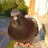Thing Looking Bird