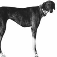 le chien