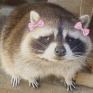 r4c00n