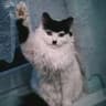 who me?