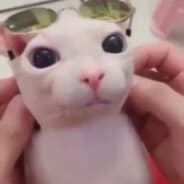 bingus