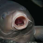 Fishyman
