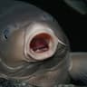 Fishyman
