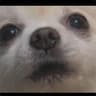 Not Gabe the Dog