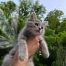 Kitty ???????? ฅ^•ﻌ•^ฅ
