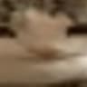 Cat ????