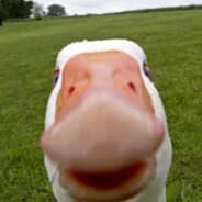 nUDldICkedIRn