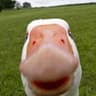 nUDldICkedIRn