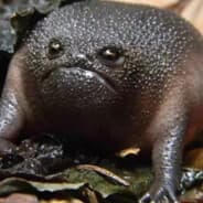 nek