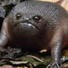 nek