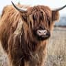 yAk