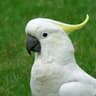 CaCaTuA