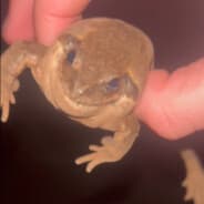 CHINPINPINPINLONGLONGLIN