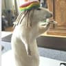 Rasta Rat