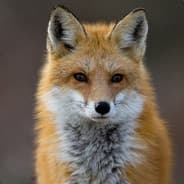 The Odd Fox