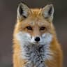 The Odd Fox
