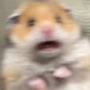 hamster