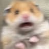 hamster