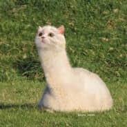 llama