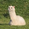 llama
