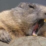 beaver
