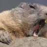 beaver