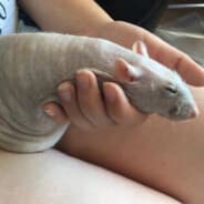luca