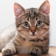 Kats
