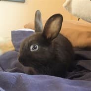 Rabbot