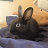Rabbot
