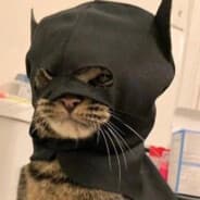Batcat