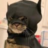 Batcat