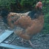 Chiken