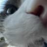 elliot