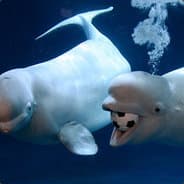 Beluga Whale