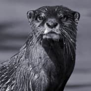 Otter Chaos
