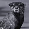 Otter Chaos
